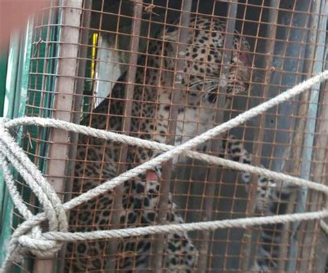 बहराइच में 1 महीने से फैलाई थी दहशत, इस तरह पिंजरे में फंसा आदमखोर ...