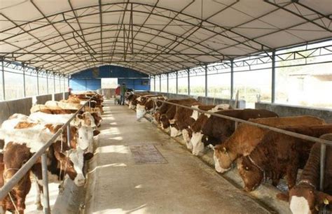 养牛建厂规范管理 肉牛犊养殖场该如何建造 标准化养牛基地