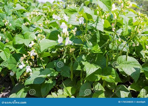 Kidney Bean Plants during Flowering on a Plantation Stock Image - Image ...