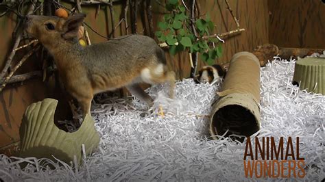 Behavioral Enrichment Video | Discover Fun and Educational Videos That ...