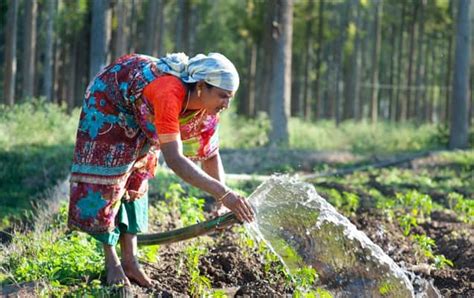 Organic Farming in India A Sustainable Approach to Farming