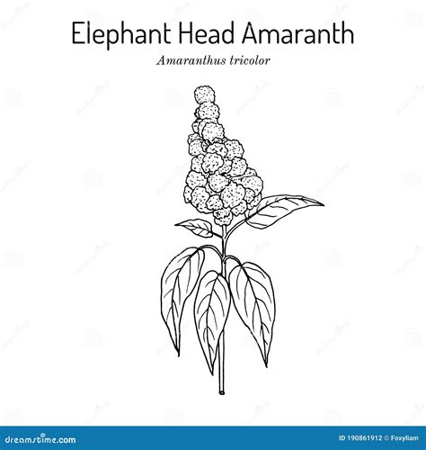 Elephant-head Amaranth Amaranthus Gangeticus, or Tricolor , Medicinal ...
