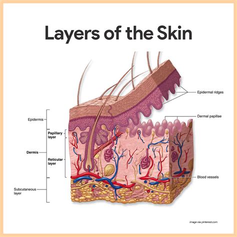 Integumentary System Anatomy and Physiology | Skin anatomy ...