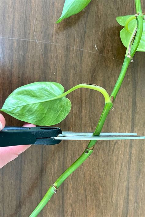 How to Propagate a Pothos Plant - Rooted Wings Co in 2024 | Pothos ...