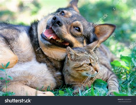 Dog Cat Playing Together Outdoor Stock Photo 162628991 | Shutterstock