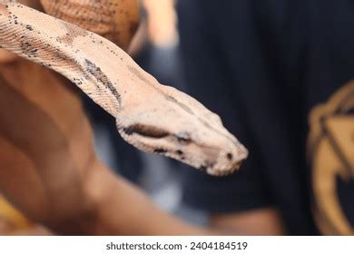 Image result for Burmese Python Head