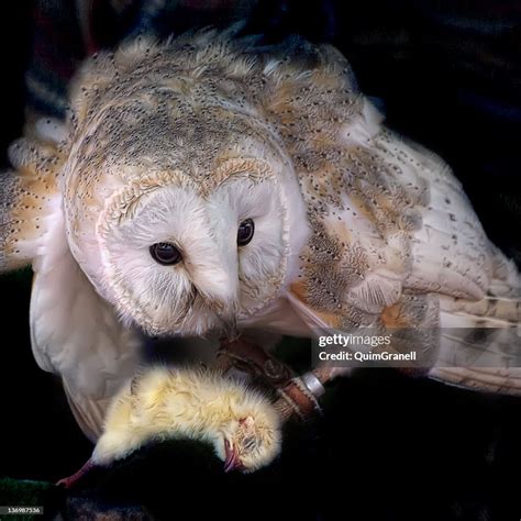 Owl Eating Chicken High-Res Stock Photo - Getty Images