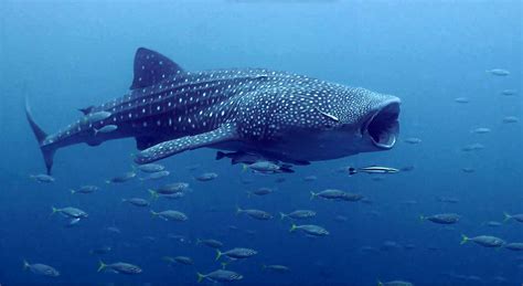 Absurd Creatures: That Fish That Suctions to Sharks? It's Actually Pretty Righteous | WIRED