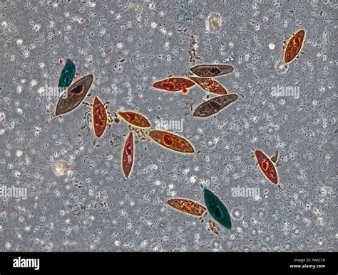 Beauty of Biology under microscopy Stock Photo - Alamy
