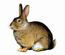 Image result for Colorful Easter Bunnies