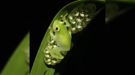 These frogs can turn on and off their nearly transparent appearance ...