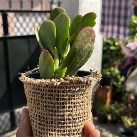 Buy Plants Online | Succulents & Indoor Plants at PlantOrbit – Plant Orbit