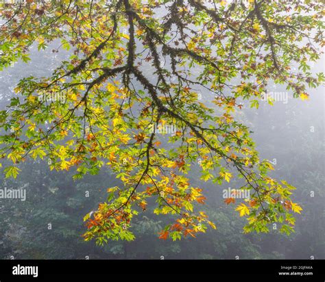 USA, Washington State, Seabeck. Bigleaf maple limbs and fog in Scenic ...