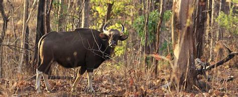 Radhanagari - Dajipur