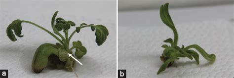 Thidiazuron-mediated and genotype-independent regeneration system for ...