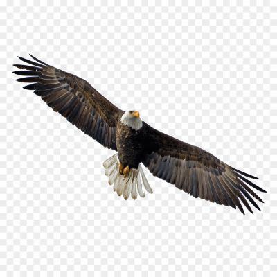 Flying Eagle Transparent Free PNG - Pngsource