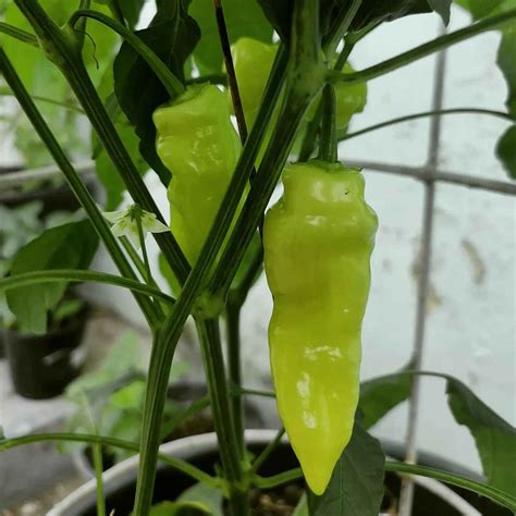 Buy Sugar Rush Peach Pepper Seeds - Chilli Blossom Farm