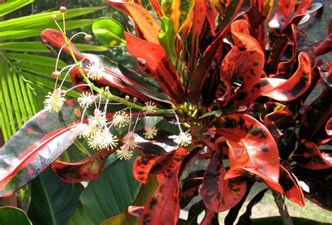 Cây ruột gà - Trồng cây công trình