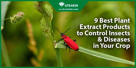 9 Best Plant Extract Products to Control Insects & Diseases in Your Cr
