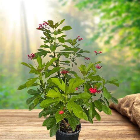 Jatropha Integerrima Var Duck foot – Plant – Lalit Enterprise