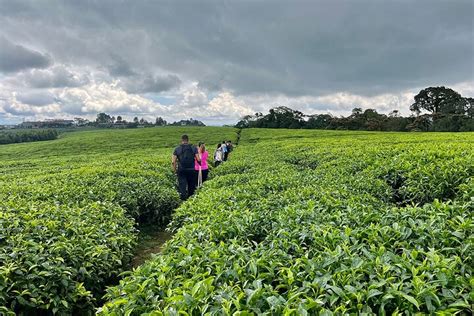 FROM KIGALI: 1 DAY NYUNGWE CANOPY WALK & WATERFALL ADVENTURE - All You ...