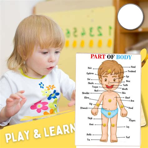 Plus Shine Human Body Parts Chart Board Learn The Parts of Body Name ...