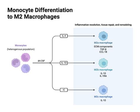 Monocyte Differentiation to M2 Macrophages | BioRender Science Templates