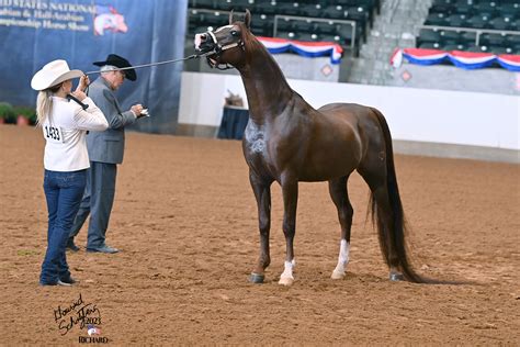 Arabian Halter Horse