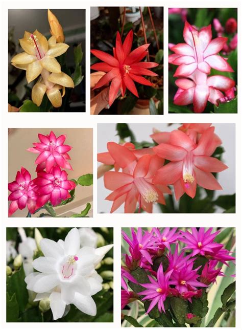 Christmas Cactus 7 Different Colours Combo – Orchidzone