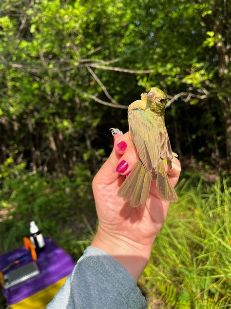 UNT Painted Bunting Project (@paintedbunting_unt) • Instagram photos ...