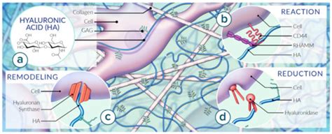 Hyaluronan and the Fascial Frontier