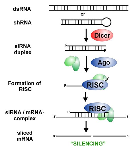 RNA Full Form 的图像结果