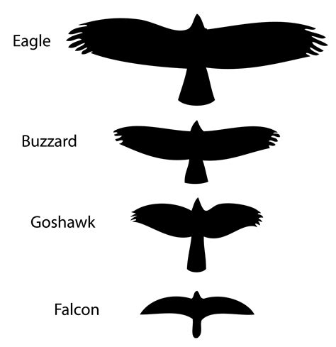 Image result for JavaBat Wingspan