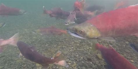 Alaska governor proposes lifting state’s longtime ban on fish farms