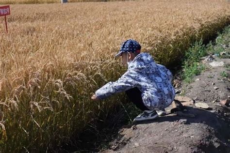 北京 4.8万亩大豆秋收已至尾声 | 极目新闻