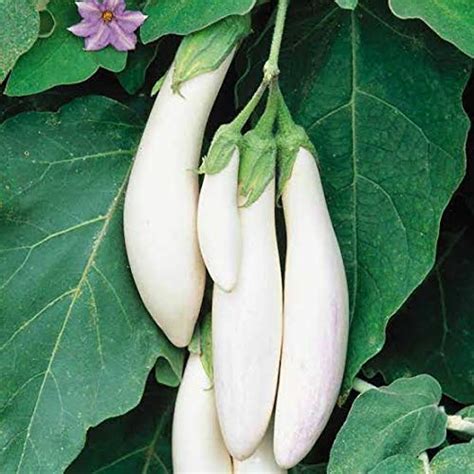 MaliaGarden White Brinjal Seed - Long Variety Brinjal Vegetable Seeds ...