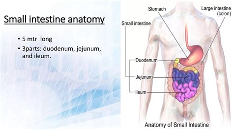 RADIOLOGIC ANATOMY OF SMALL INTESTINE AND INTRODUCTION TO SMALL BOWEL OBSTRUCTION | PPTX - anatomy of small intestine