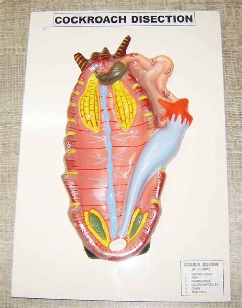 Dissection of Cockroach 的图像结果