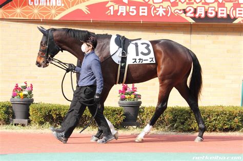 Scars | Horse Profile, Pedigree, Form, Race Record - netkeiba