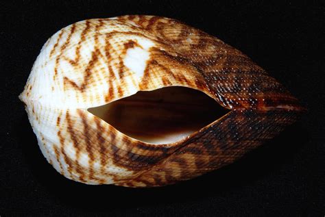 Image result for Shells Lil