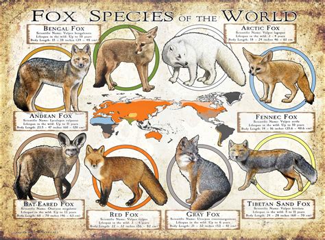 Fox Species of the World Poster Print