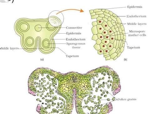Draw the enlarged view of T.S of one microsporangium of an angiosperm ...