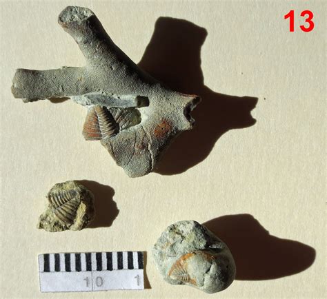 Rezultat imagine pentru Shell Fossil