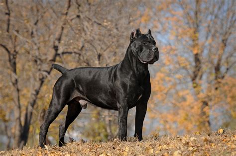 Cane Corso Dog Breed Information & Characteristics