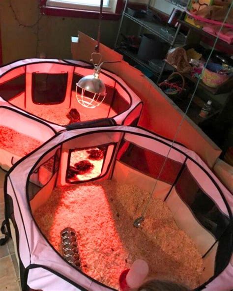 Chicken Brooder Ideas 的图像结果