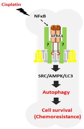 GFRA1: A Novel Molecular Target for the Prevention of Osteosarcoma ...