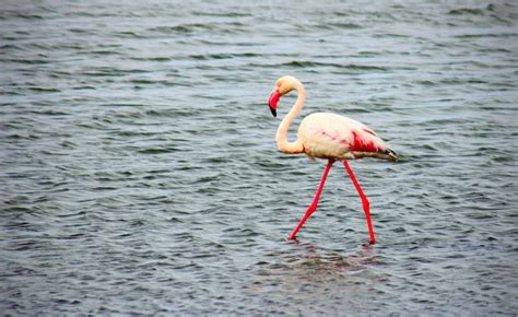 Flamingo Google Classroom Code 的图像结果