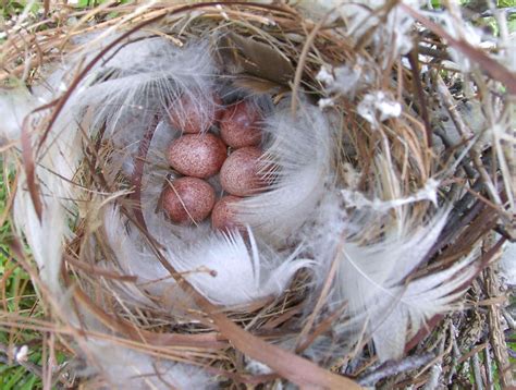 House Wren Eggs