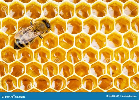 Working Bee on Honeycomb Cells Stock Image - Image of closeup ...