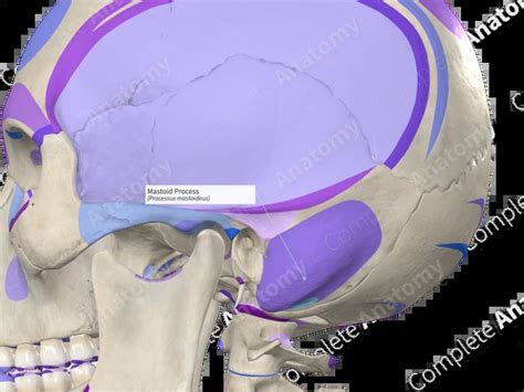 Process Bone 的图像结果